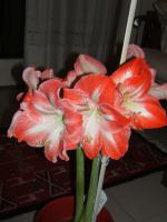 sites/ricettario-bimby.it/files/AMARYLLIS.JPG