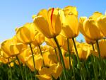 sites/ricettario-bimby.it/files/Tulips_0.jpg