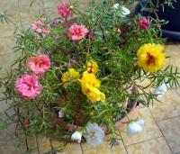 sites/default/files/portulacche_1.JPG